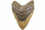 Huge, Fossil Megalodon Tooth - North Carolina #235510-1